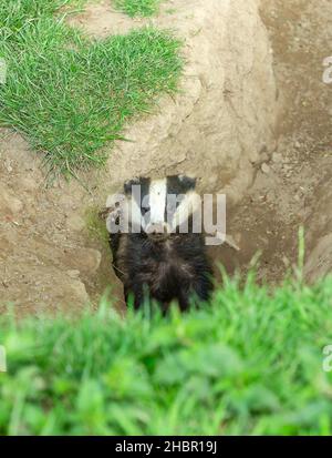 Portrait d'un blaireau européen sauvage émergeant d'un trou d'entrée de la terreau à Springtime.Face à l'avant.Nom scientifique: Meles Meles.Verticale Banque D'Images