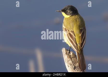 Riserva naturale Sentina, Cutrettola gialla, Motacilla flava, San Benedetto del Tronto, Marche, Italia, Europa Banque D'Images