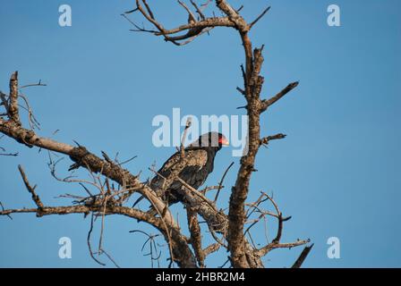 l'aigle de bateleur, Terathopius ecaudatus, perché dans un arbre au ciel bleu dans un paysage africain Banque D'Images