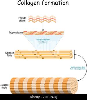 Formation de collagène.Des chaînes peptidiques aux multiples molécules de tropocollagen qui forment des fibrilles de collagène.Plusieurs fibrilles se forment en fibres de collagène Illustration de Vecteur