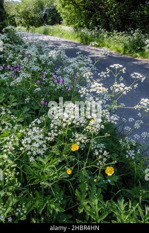 Un hedgerow anglais en été avec du persil de vache, des buttercups et du campion rouge en fleur, Bradbourne, Derbyshire, Angleterre Banque D'Images