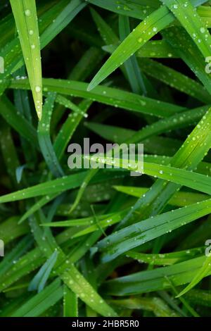 l'eau tombe sur l'herbe. printemps environnement propre après la pluie. la texture nature fraîche gros plan Banque D'Images