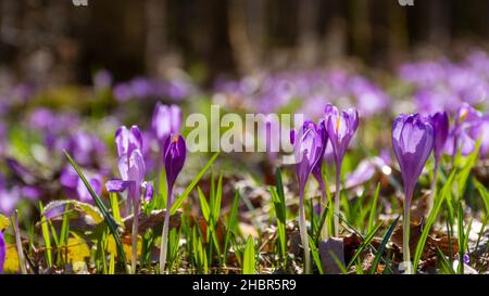 fond de nature avec des fleurs de crocus. fleur violette de la flore du jardin un jour ensoleillé au printemps Banque D'Images