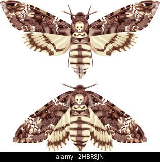 Papillon.Mort Head Hawk Moth.Le papillon est un symbole mystique et talisman. Illustration de Vecteur