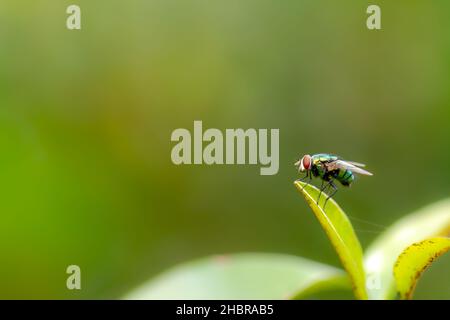 Une mouche perche sur la pointe d'une jeune feuille verte d'une plante saponilla, feuillage vert flou, thème de la nature Banque D'Images