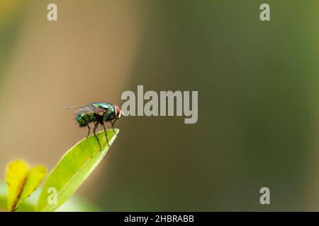 Une mouche perche sur la pointe d'une jeune feuille verte d'une plante saponilla, feuillage vert flou, thème de la nature Banque D'Images