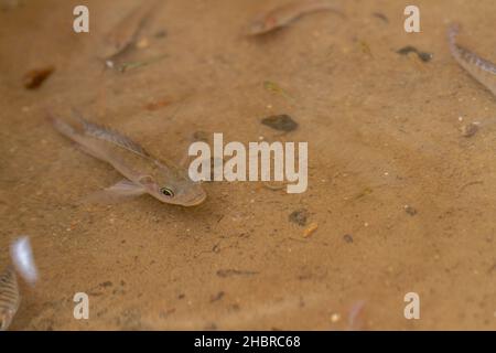 Les poissons de tilapia nagent dans une piscine d'eau peu profonde, le fond de la piscine est brun avec une eau légèrement nuageux, thème animal Banque D'Images