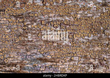 Texture abstraite d'un vieux mur en bois avec peinture écaillée Banque D'Images