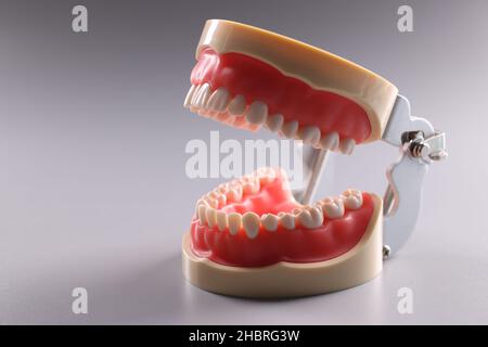 Modèle dentaire, accent sur les dents, les dents, le modèle dentaire orthodontique ou la mâchoire humaine Banque D'Images