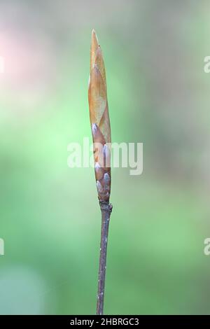 Fagus sylvatica, connu sous le nom de hêtre européen ou hêtre commun, gros plan des bourgeons foliaires Banque D'Images