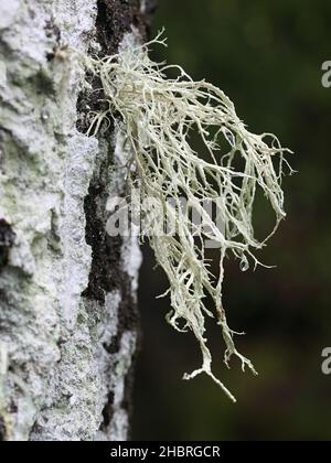 Ramalina farinacea, connue sous le nom de Farinose cartilage Lichen, un lichen épiphytique fruticose poussant sur le peuplier en Finlande Banque D'Images