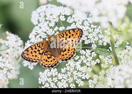 Brenthis ino, connu comme le moindre marbled fritillary, un papillon de la famille des Nymphalidae Banque D'Images