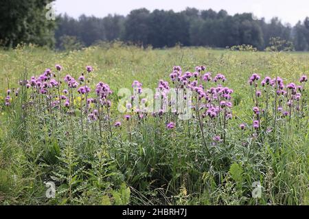 Cirsium heterophyllum, connu sous le nom de mélancolie, de chardon sauvage croissant en Finlande Banque D'Images