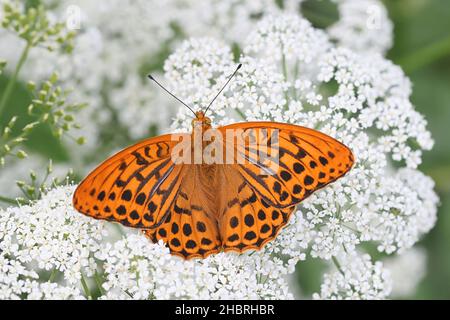 Le puphia d'Argynnis, connu sous le nom de fritillaire lavé à l'argent, se nourrissant de persil de vache Banque D'Images