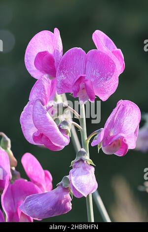 Lathyrus latifolius, connu sous le nom de pois doux, pois à durée de vie ou pois vivace Banque D'Images