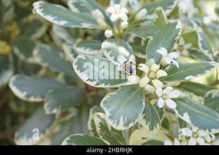 Un gros plan de l'abeille sur les fleurs.Pittosporum tobira, Pittosporum japonais. Banque D'Images