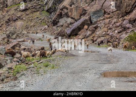 Troupeau de moutons et de chèvres dans la vallée de Bartang, dans les montagnes de Pamir, au Tadjikistan Banque D'Images