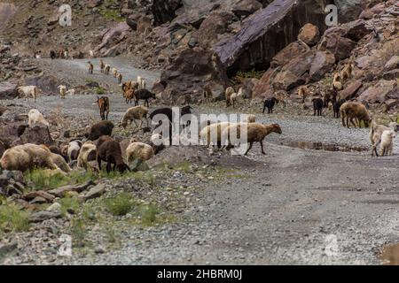 Troupeau de moutons et de chèvres dans la vallée de Bartang, dans les montagnes de Pamir, au Tadjikistan Banque D'Images