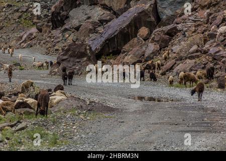 Troupeau de moutons et de chèvres dans la vallée de Bartang, dans les montagnes de Pamir, au Tadjikistan Banque D'Images