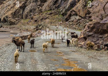 Troupeau de moutons et de chèvres dans la vallée de Bartang, dans les montagnes de Pamir, au Tadjikistan Banque D'Images