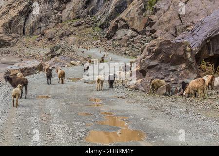 Troupeau de moutons et de chèvres dans la vallée de Bartang, dans les montagnes de Pamir, au Tadjikistan Banque D'Images