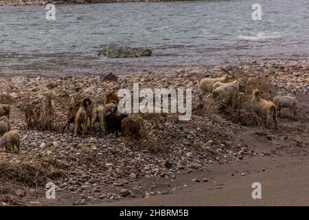 Troupeau de chèvres dans la vallée de Bartang, dans les montagnes de Pamir, au Tadjikistan Banque D'Images