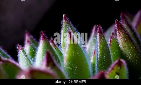 Gros plan macro photographie d'une plante de sempervivum montanum, siempreviva, crassulaceae.Buenos Aires, Argentine Banque D'Images