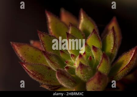 Gros plan macro photographie d'une plante de sempervivum montanum, siempreviva, crassulaceae.Buenos Aires, Argentine Banque D'Images