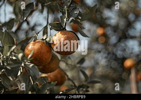 Mûr et les oranges fraîches hanging on branch, verger orange Banque D'Images