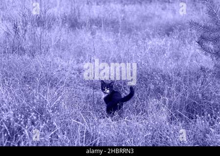 Refocalisation de la vue arrière de chat noir et blanc marchant dans la prairie d'automne et regardant l'appareil photo.Chasse au chat à l'extérieur.Animal marchant seul.Couleur de l'année Banque D'Images