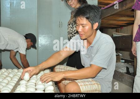 2010s Vietnam: M. Thien inspecte les oeufs à son écloserie de canards à CAN Tho ca.13 mai 2014 Banque D'Images