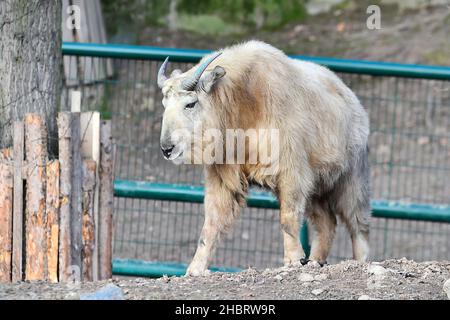 Pilsen, République tchèque.21st décembre 2021.Golden Takin, Budorcas taxicolor bedfordi, vache nommée Bathory en enceinte extérieure au zoo de Pilsen, République Tchèque, 21 décembre 2021.Crédit: Miroslav Chaloupka/CTK photo/Alamy Live News Banque D'Images