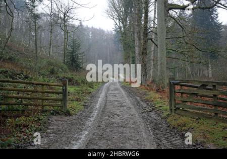 Chemin à travers la vallée de Fishpool au château de Croft près de Leominster, Herefordshire, Angleterre, Royaume-Uni. Banque D'Images