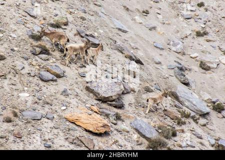 Ibex sibérien Capra sibirica dans la vallée de Wakhan, Tadjikistan Banque D'Images