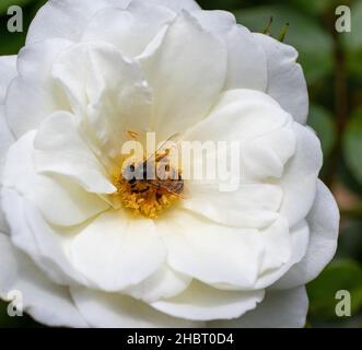 L'abeille africaine isolée collectant le pollen et le nectar d'une rose blanche brillante Banque D'Images