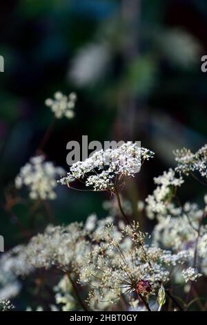 Angelica Loushan Filigree,Chinese angelica,umbellifer,blanc umbellifer,ombre aimant vivace angelica,feuilles vert clair,proéminent tiges à veined rouge,garde Banque D'Images