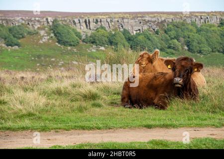 Un jeune veau se trouve au milieu de la bruyère rose à côté d'un sentier de landes, le magnifique Peak District en août Banque D'Images