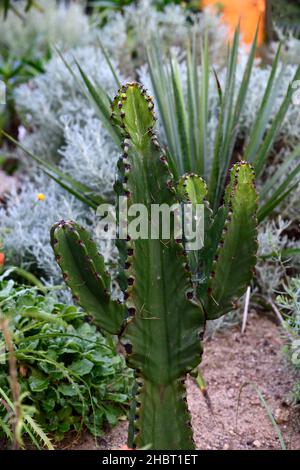 euphorbia trigona,arbre à lait africain,succulent,succulents,jardin de sable,tolérant à la sécheresse,jardinage écologique,xeriscaping,jardin sec,RM floral Banque D'Images