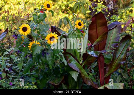 Tournesol jaune,tournesol,Ensete ventricosum Maurelii,banane éthiopienne,banane abyssinienne,banane rouge,fleur,floraison,schéma de plantation mixte,inhabituel p Banque D'Images