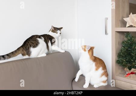 Deux chats domestiques jouant et se battant sur un canapé en cuir à côté de l'arbre de Noël.Préparation des vacances et animaux domestiques concept.Ambiance de Noël.Mise au point sélective, espace de copie Banque D'Images