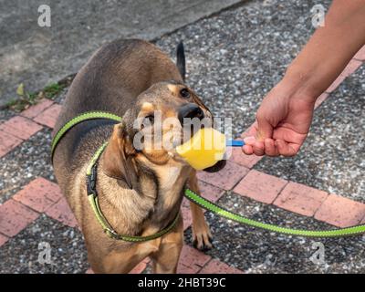 Adorable Brown Puppy mange de la glace pour chiens sur le trottoir Banque D'Images