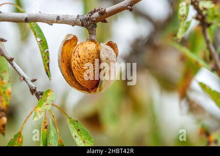 Amandes en culture sur les amandes Prunus dulcis dans la campagne espagnole près de Valence Banque D'Images