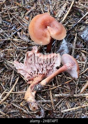 Laccaria proxima, connue sous le nom de Scurfy Deceiver, champignon sauvage de Finlande Banque D'Images