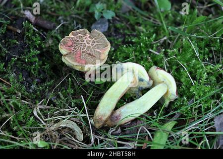 Xerocomellus chrysenteron, connu sous le nom de bolete rouge craquant, champignon sauvage de Finlande Banque D'Images