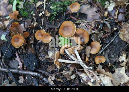 Cortinarius hinnuleus Webcap terreux, connu sous le nom de champignons sauvages, à partir de la Finlande Banque D'Images