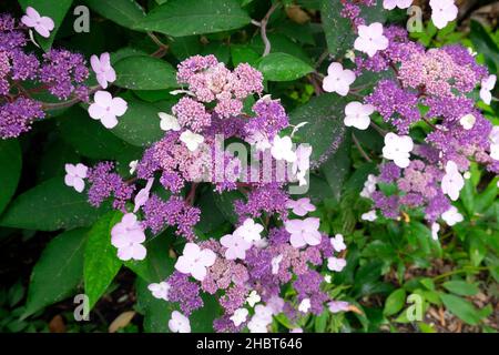 Hydrangea lacecap aspera Banque D'Images