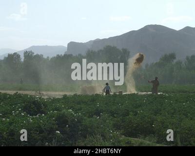 Un travailleur et un jeune garçon en Afghanistan se sont engagés dans la winnewing, un processus traditionnel de séparation de la paille de la ca de grain.26 juillet 2011 Banque D'Images