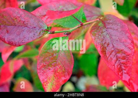 Feuilles de myrtille en automne. Banque D'Images