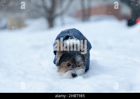 Belle scène d'hiver avec un terrier d'égout d'une famille de terriers du Yorkshire qui est couvert de flocons de neige et va vers l'avant renifler la neige Banque D'Images