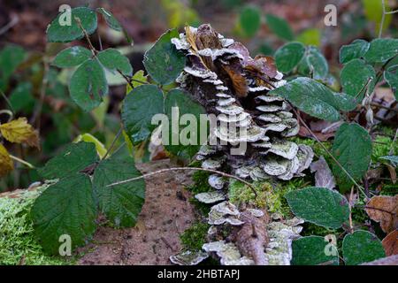 tronc d'arbre avec champignon Banque D'Images